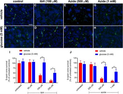 Investigations Into Bioenergetic Neuroprotection of Cone Photoreceptors: Relevance to Retinitis Pigmentosa